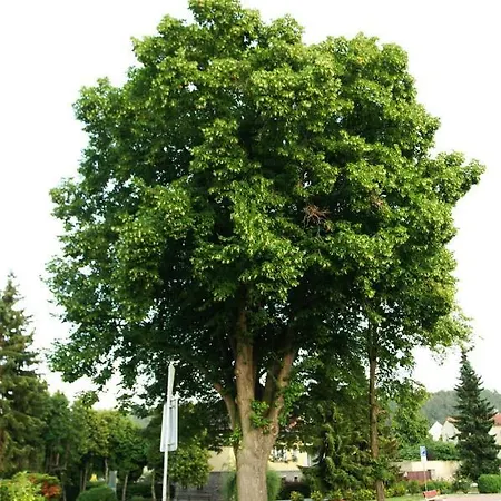 Privatunterkunft Podkrovi S Koupelnou *